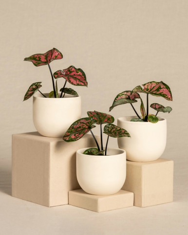 Caladium