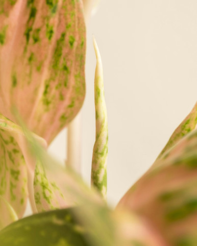 Chinese Evergreen