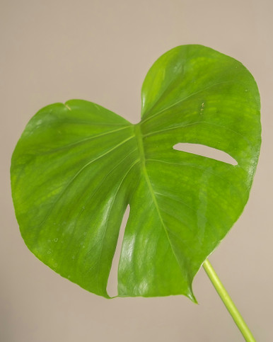 Monstera