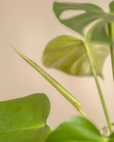 Monstera