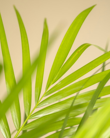 Palm