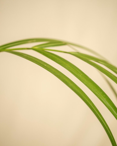 Palm