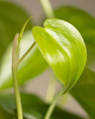 Pothos