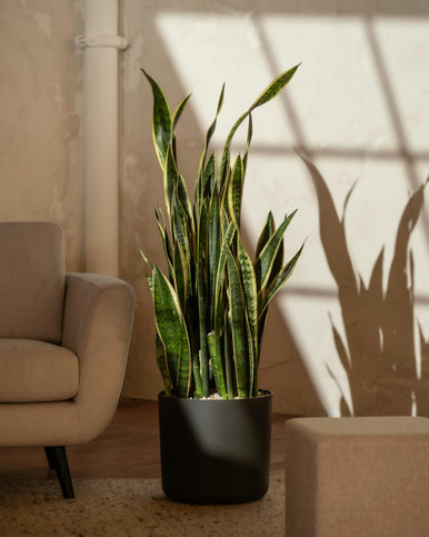 Snake Plant