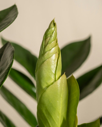 ZZ Plant