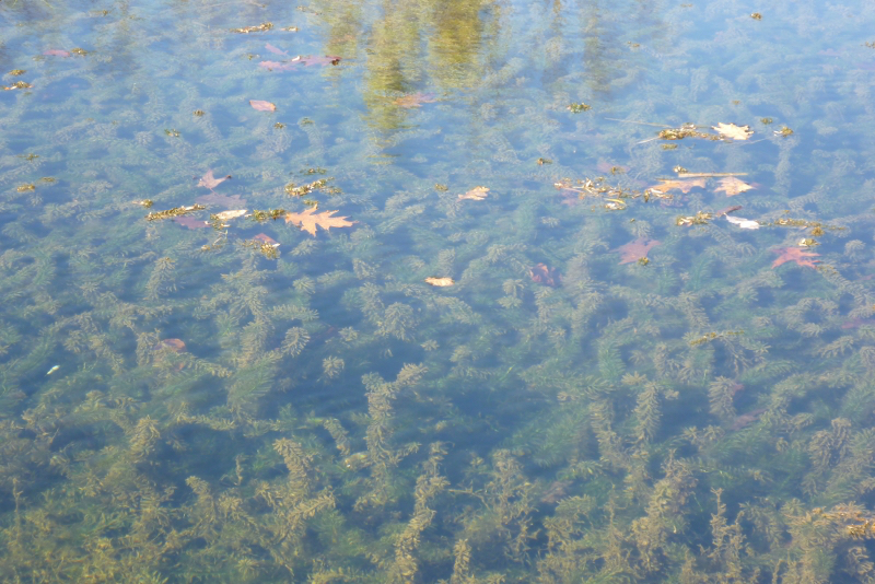 Hydrilla Control - Natural Waterscapes