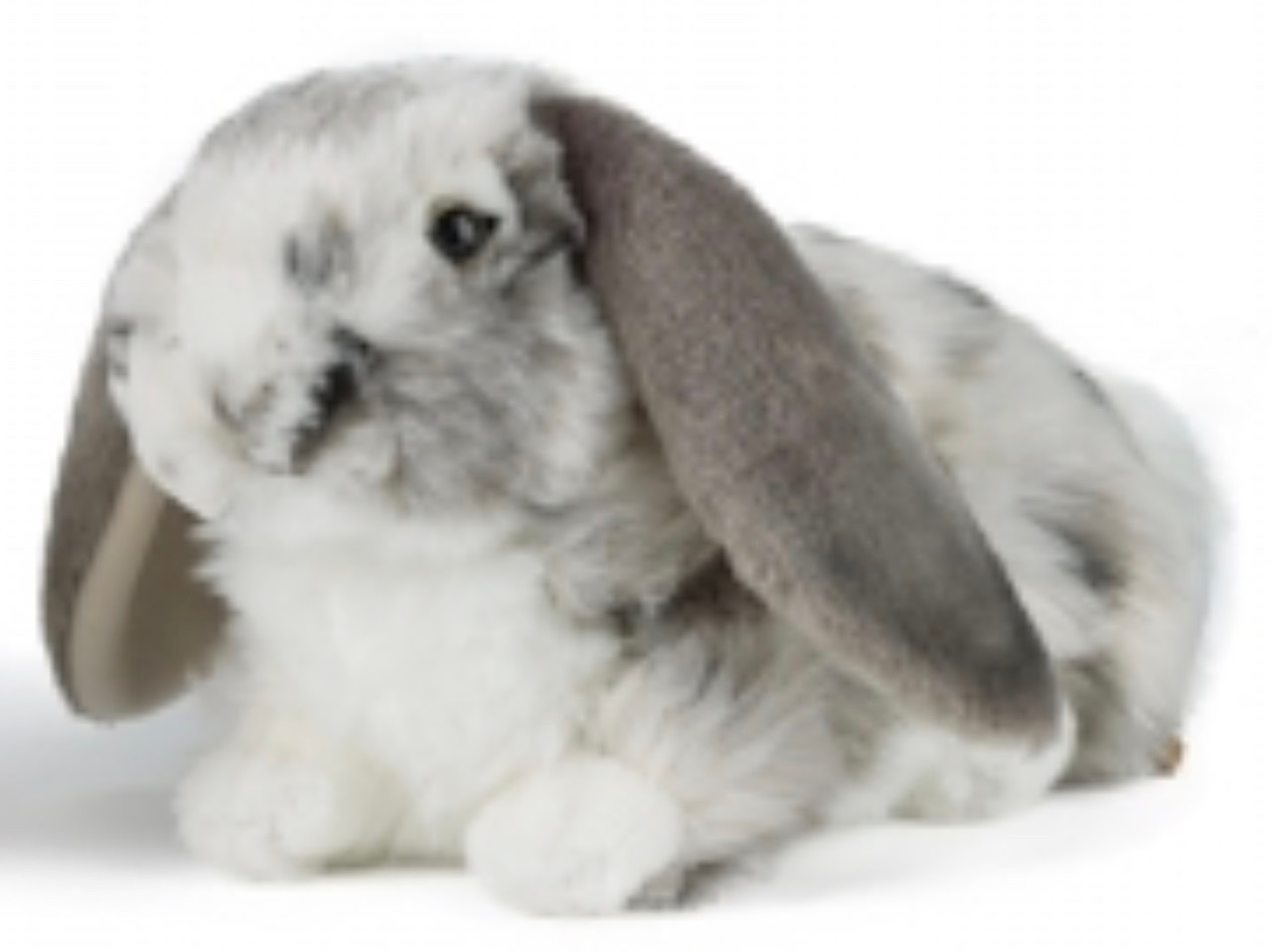 living nature dutch lop eared rabbit