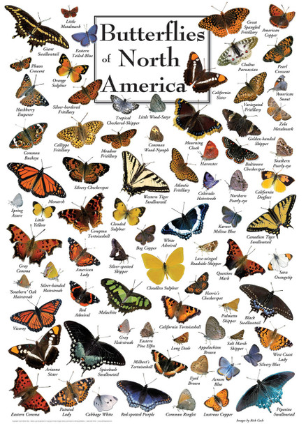 Poster Art - Butterflies of North America 1000 Piece Puzzle