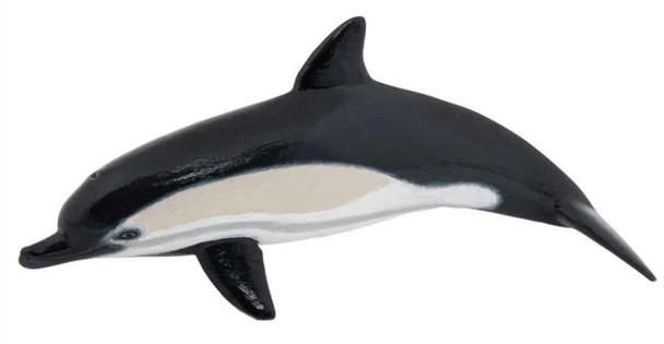 Common dolphin papo