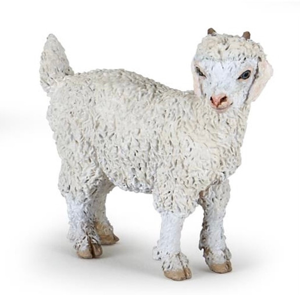 Young angora goat papo