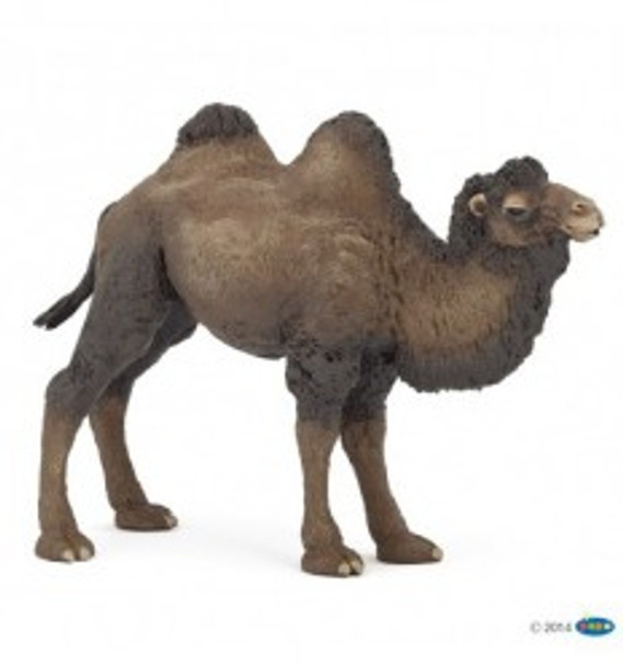 camel papo