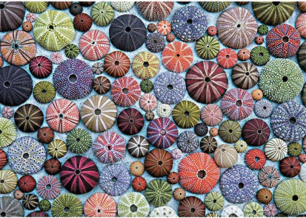 Sea urchins 1000 piece jigsaw piatnik