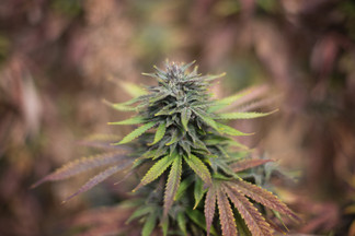 Is hemp pot? Is it legal?