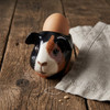 Guinea Pig Face Egg Cup Multi