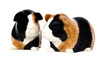 Guinea Pig Salt and Pepper Multi
