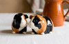 Guinea Pig Salt and Pepper Multi