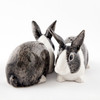 Dutch Rabbit Salt and Pepper grey and white
