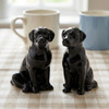 Labrador Salt and Pepper Black