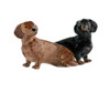 Dachshund Salt and Pepper