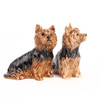 Yorkshire Terrier Salt and Pepper