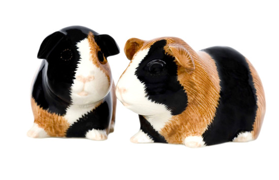 Guinea Pig Salt and Pepper Multi