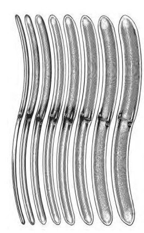 HEGAR Uterine Dilator, Double end, 13/14mm, (191cm) 7-1/2"