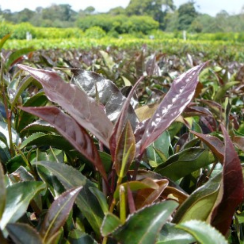 World of Tea