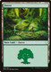 DOM-269L Forest