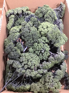 Scenic Textures #BT3 Bulk Trees-Sedum