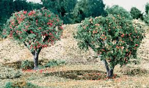 Woodland Scenics #T47 Fruit