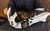 Pocher #HK123 1/8 Pagani Utopia Coupé Bianco Perla Diecast Kit