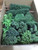Scenic Textures #BT2 Bulk Trees-Mix