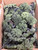Scenic Textures #BT3 Bulk Trees-Sedum