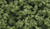 Woodland Scenics #FC182 Clump Foliage Light Green