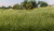 Woodland Scenics #FS617 Static Grass Dark Green 4mm