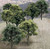 Woodland Scenics #TR1572  14 Deciduous Trees- Mixed Green