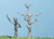 Woodland Scenics #TK22 Dead Trees
