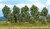 Walthers Scenemaster #949-1152 Tall Summer Trees 10 pack