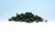 Woodland Scenics #FC1639 Underbrush Forest Blend Shaker