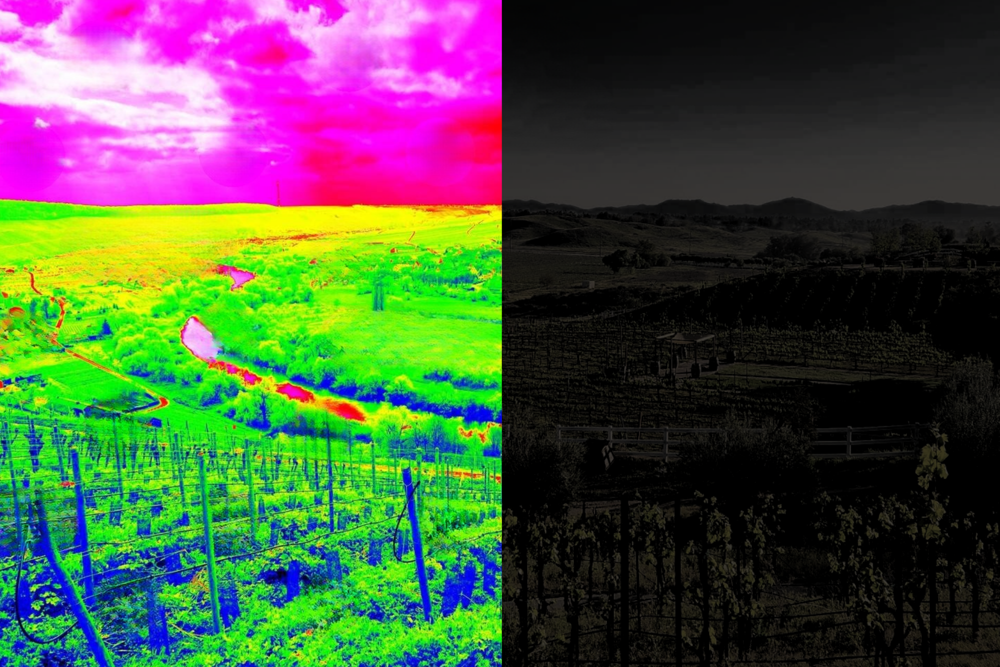 thermal camera vineyard