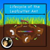 Parts of the Ant and Lifecycle  Montessori Cards and Boom Cards™