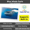 Blue Whale Facts Informational Text Reading Passage and Activities