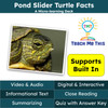 Turtles Informational Text Reading Passage and Activities