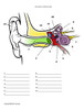 Structures of the Ear Quiz