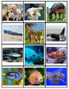 Animal Groups Classification Mega Pack