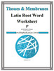 Latin Root Word Conversion Worksheet Bundle of Medical Terms for Human Anatomy & Physiology (30% Savings!)
