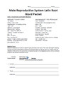 Male Reproductive System Latin Root Word Packet