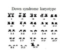 Meiosis Learning Activities (Distance Learning)