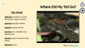 Lizards Informational Text Reading Passage and Activities