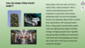 Green Cities Informational Text Reading Passage and Activities